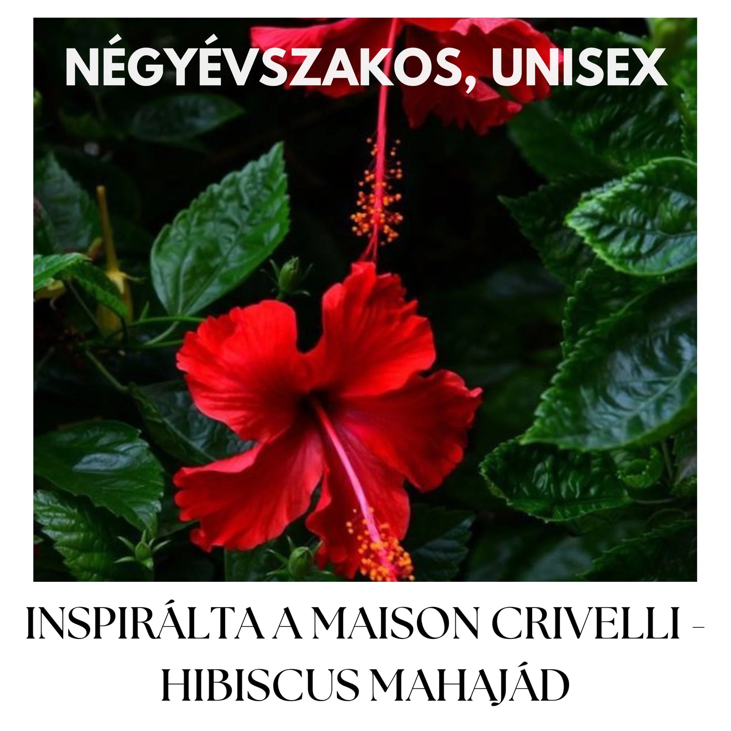 HIBISCUS MAGIC