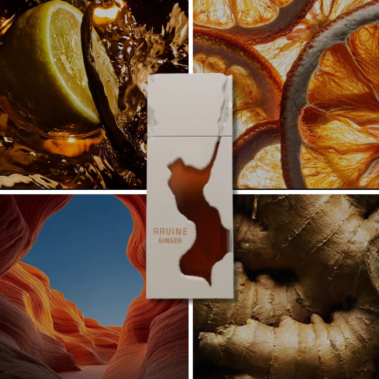 RAVINE GINGER