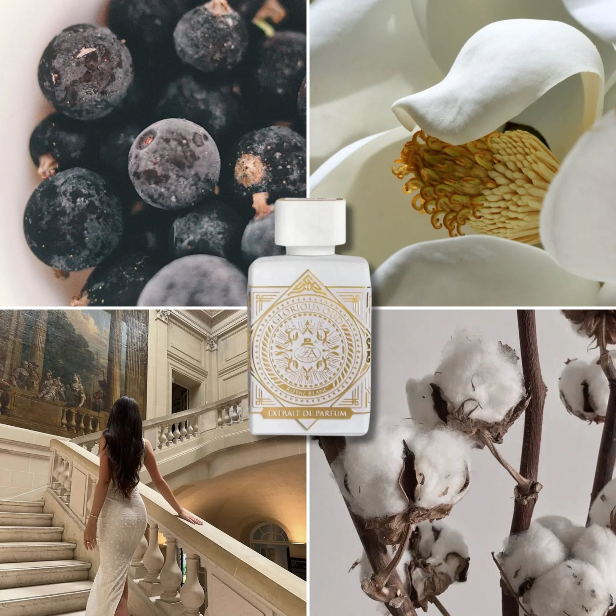 GLORIOUS OUD ROYAL BLANC